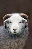 Buttermere, Crosby Garrett, Herdwick Art Studio, Orthwaite, Lakeland Sheep, Herdwick, Herdwick Sketches, Fleetwith Pike, Herdwick Sheep Oil Painting, Herdwick Ewe, Rampside, Herdwick Artwork, Burneside, High Raise, Ling Fell, Herdwick Sheep Prints, Brae Fell, Herdwick Art, Herdwick Sheep, Low Hesket, Corney, Mardale Ill Bell, Rydal, Herdwick Sketch, Grasmoor, Caw Fell, Mixed-Media Herdwick Art, Sergeant Man, Bonscale Pike, Holmrook,  Lake District, Cumbria.