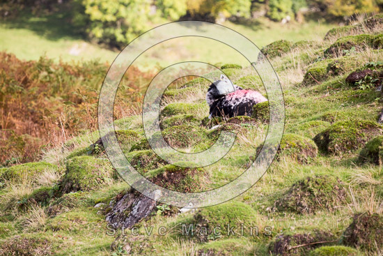 High Hartsop Dodd Field Lake district Sheep