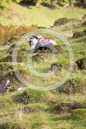 Saint Sunday Crag Valley Herdwick Sheep - Lakeland Photos - Art Prints Saint Sunday Crag Valley Herdwick Sheep