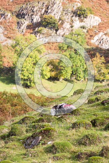 Birks Field Lakeland Sheep