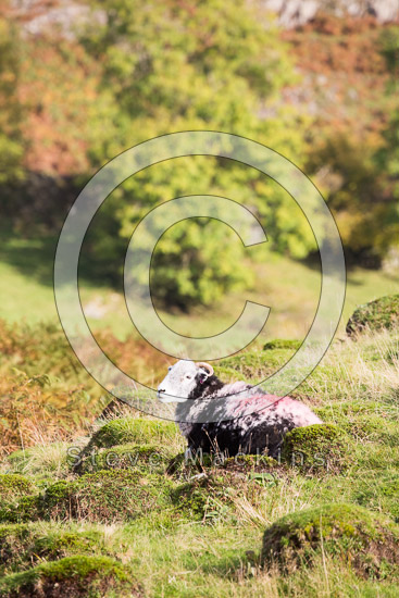 Little Mell Fell Field Lakeland Sheep - Lakeland Photos - Art Prints Little Mell Fell Field Lakeland Sheep