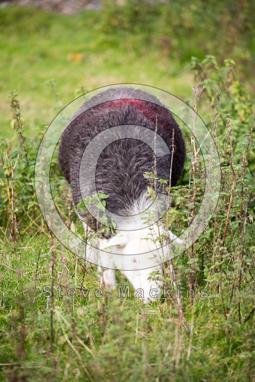 Hayton (Brampton) Lake district Sheep