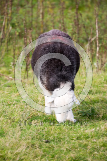Chapel Stile Herdwick Sheep
