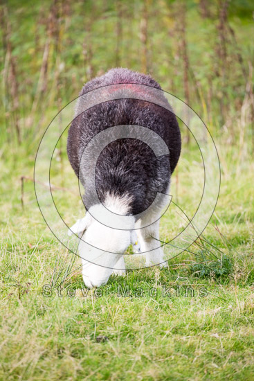 Winster Farm Lake district Sheep
