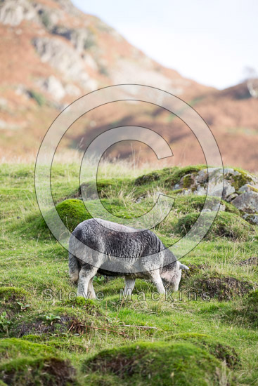 Swirl How Farm Lakeland Sheep