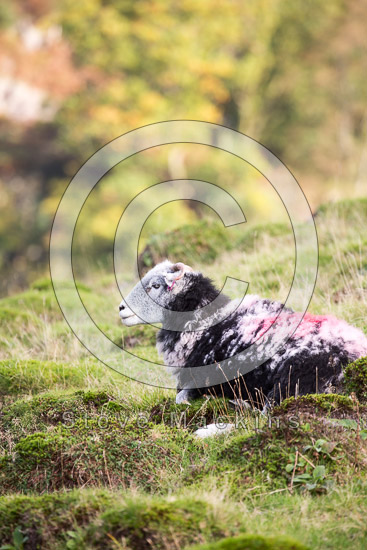 Ennerdale Bridge Farm Lake district Sheep - Lakeland Photos - Art Prints Ennerdale Bridge Farm Lake district Sheep