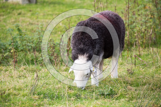 Culgaith Valley Lake district Sheep