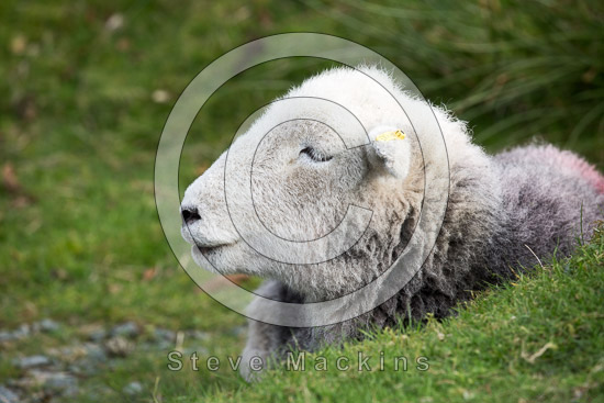 Natland Field Herdwick - Lakeland Photos - Art Prints Natland Field Herdwick
