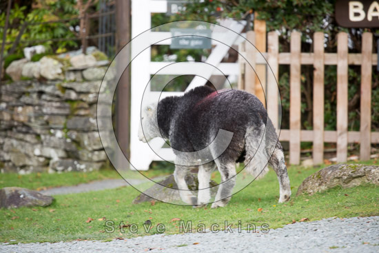 Grey Crag Field Lake district Sheep