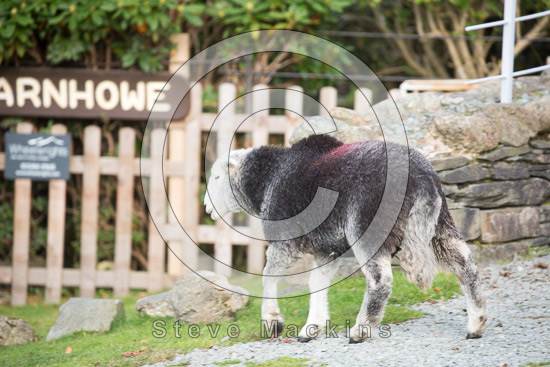Newbiggin (Brampton) Field Lake district Sheep - Lakeland Photos - Art Prints Newbiggin (Brampton) Field Lake district Sheep