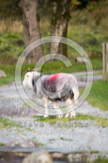 Whin Rigg Valley Herdwick - Lakeland Photos - Art Prints Whin Rigg Valley Herdwick