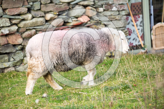Grayrigg Farm Herdwick