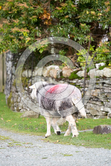 Watch Hill Herdwick