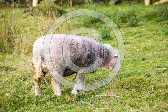 Ings Valley Lake district Sheep