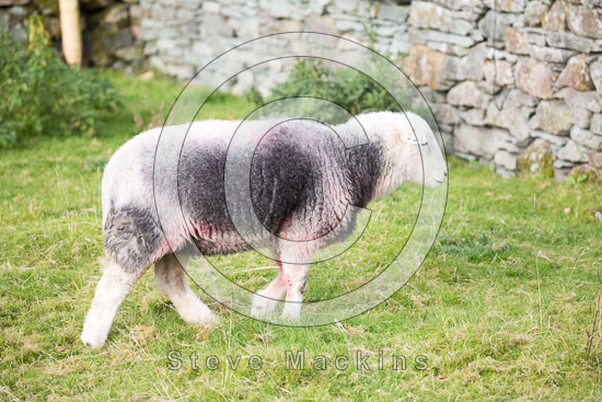 Rusland Farm Lakeland Sheep