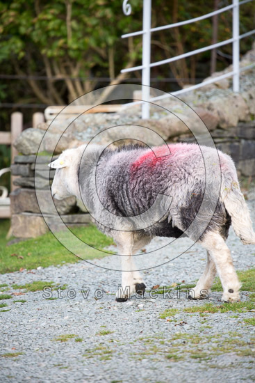 Pavey Ark Lakeland Sheep - Lakeland Photos - Art Prints Pavey Ark Lakeland Sheep