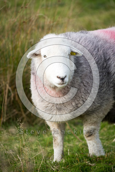 Grinsdale Valley Lakeland Sheep