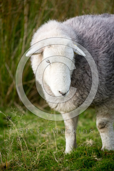 Bowness-on-Solway Valley Herdwick