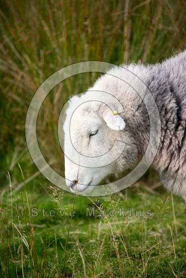 Hard Knott Field Lake district Sheep