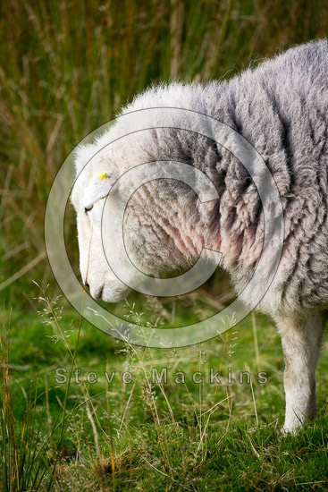 Gilsland Farm Herdwick
