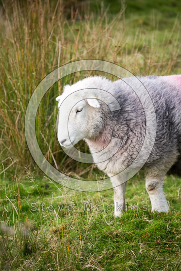Orthwaite Farm Lake district Sheep