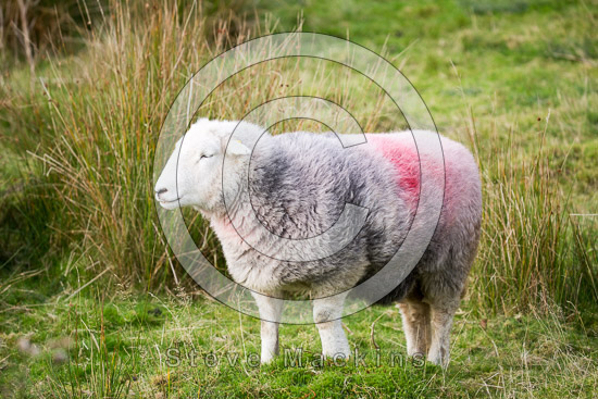 Crosby Ravensworth Valley Lake district Sheep
