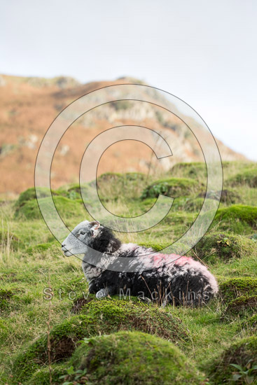 Dollywaggon Pike Valley Lake district Sheep