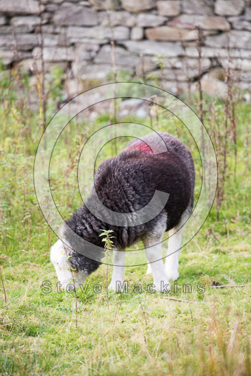 Dent Valley Herdwick - Lakeland Photos - Art Prints Dent Valley Herdwick