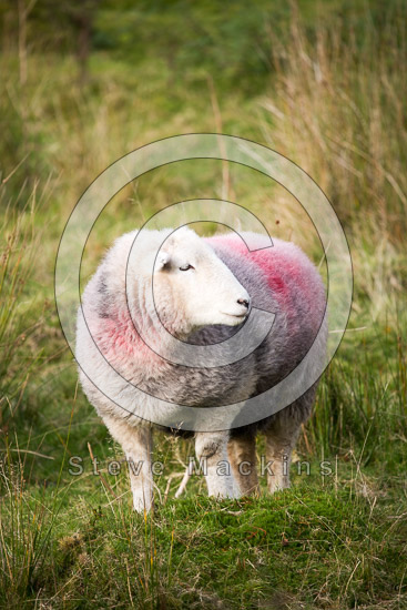 Mellbreak Herdwick Sheep - Lakeland Photos - Art Prints Mellbreak Herdwick Sheep