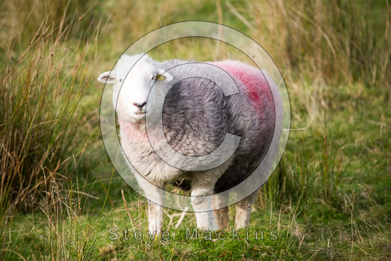 Colton Farm Lakeland Sheep - Lakeland Photos - Art Prints Colton Farm Lakeland Sheep