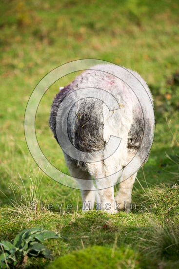 Low Wood Lake district Sheep - Lakeland Photos - Art Prints Low Wood Lake district Sheep