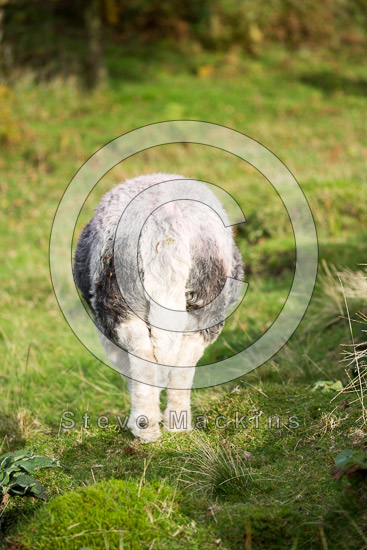 Blackford Farm Herdwick