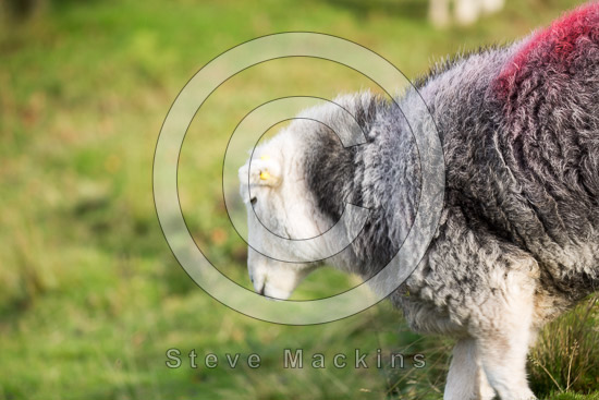Carrock Fell Farm Herdwick