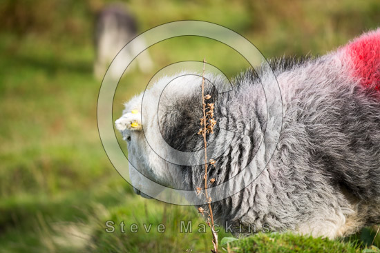 Grayrigg Field Lake district Sheep