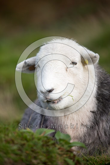 Blake Fell Farm Lake district Sheep