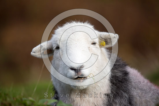 Thursby Herdwick