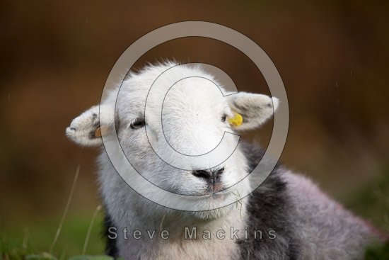 Stone Arthur Valley Herdwick