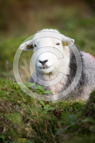 Bassenthwaite Farm Herdwick
