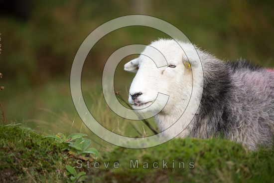 Haycock Valley Lake district Sheep