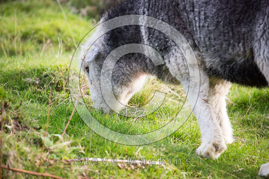 Hensingham Field Lakeland Sheep - Lakeland Photos - Art Prints Hensingham Field Lakeland Sheep