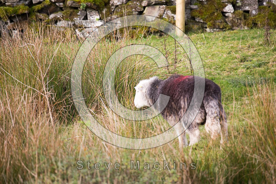 Broughton Beck Field Lake district Sheep - Lakeland Photos - Art Prints Broughton Beck Field Lake district Sheep