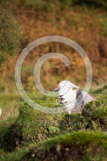 Talkin Farm Lake district Sheep - Lakeland Photos - Art Prints Talkin Farm Lake district Sheep