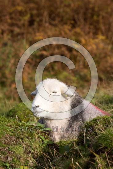 Loft Crag Valley Herdwick
