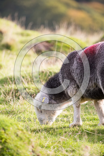 Troutbeck (Windermere) Farm Lake district Sheep
