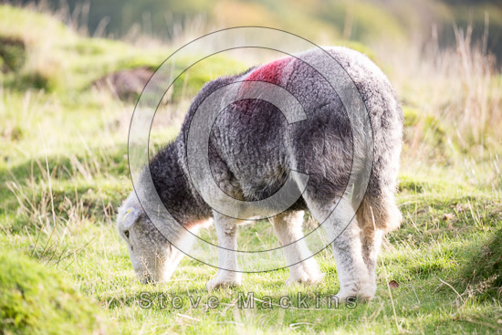 Great Cockup Herdwick - Lakeland Photos - Art Prints Great Cockup Herdwick