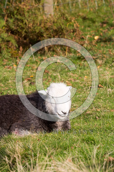 Westward Lakeland Sheep
