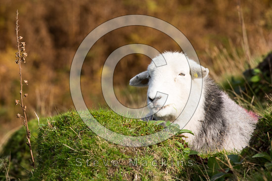 Knott Rigg Field Lakeland Sheep - Lakeland Photos - Art Prints Knott Rigg Field Lakeland Sheep
