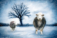 Rest Dodd, Bewaldeth, Herdy Ewe, Steel Fell, Lupton, Herdwick Sheep Art, Blindcrake, Wiggonby, Branstree, Herdwick, Matterdale End, High Crag, Millbeck (Keswick), Low Newton, Grasmoor, Swinside, Longtown, Martindale, Silver How, Herdy Wall Art, Ling Fell, Warcop, Herdwick Sheep Sketch, Herdwick Sheep, Harter Fell, Mardale, Red Pike (Buttermere), Herdwick Sheep Oil Painting, Lake District,  Lake District, Cumbria.