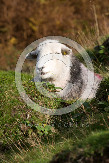 Stone Arthur Farm Lake district Sheep - Lakeland Photos - Art Prints Stone Arthur Farm Lake district Sheep