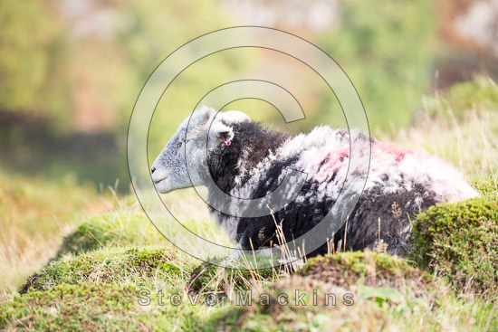 Lorton (High and Low) Herdwick